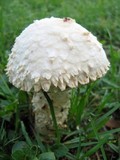 Amanita foetidissima image