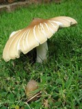 Termitomyces umkowaan image