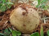 Termitomyces umkowaan image