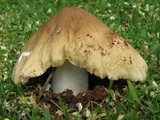 Termitomyces umkowaan image
