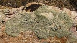Lecanora garovaglii image