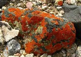 Caloplaca trachyphylla image