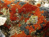 Caloplaca trachyphylla image