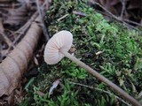 Image of Entoloma alboflavidum