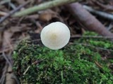 Entoloma alboflavidum image