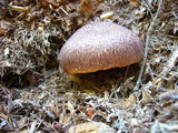 Gymnopilus luteofolius image