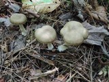 Entoloma rhodopolium image