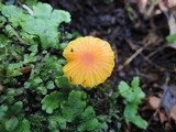 Hygrocybe aurantioviscida image
