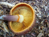 Gymnopilus luteofolius image