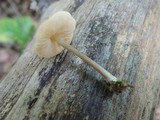 Entoloma alboumbonatum image