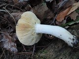 Russula beardslei image