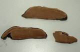 Ganoderma multipileum image