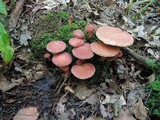 Suillus spraguei image