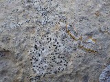 Arthonia calcarea image