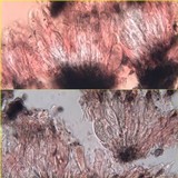 Arthonia calcarea image