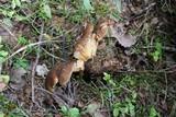 Tapinella atrotomentosa image