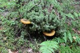 Tricholomopsis decora image