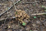 Polyporus umbellatus image