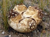 Calvatia cyathiformis image