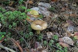 Tylopilus felleus image