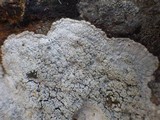 Pertusaria aspergilla image