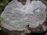 Pertusaria aspergilla image