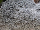 Pertusaria aspergilla image