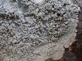 Pertusaria aspergilla image