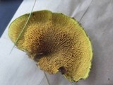 Pseudomerulius curtisii image