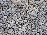 Pertusaria pseudocorallina image