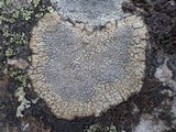 Pertusaria pseudocorallina image