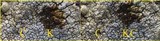 Pertusaria pseudocorallina image