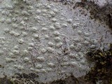 Pertusaria leioplaca image
