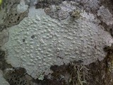 Pertusaria leioplaca image