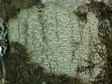Pertusaria leioplaca image