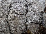 Pertusaria multipuncta image