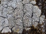 Pertusaria multipuncta image