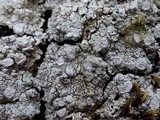Pertusaria multipuncta image