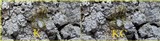 Pertusaria multipuncta image