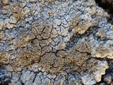 Pertusaria pseudocorallina image
