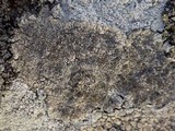 Pertusaria pseudocorallina image