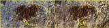 Pertusaria pseudocorallina image