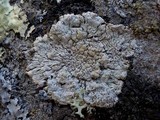 Pertusaria lactea image
