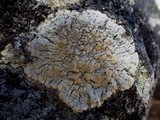 Pertusaria lactea image