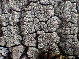 Pertusaria hymenea image