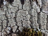 Pertusaria hymenea image