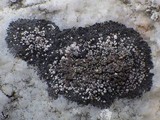 Rinodina aspersa image