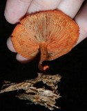 Gymnopilus liquiritiae image