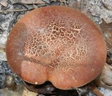 Phylloporus leucomycelinus image