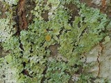 Image of Bulbothrix goebelii